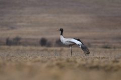 Black Necked Crane