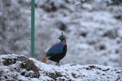 Himalayan Monal-3