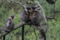 Golden Langur