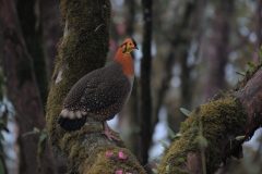 Himalayan Monal-2