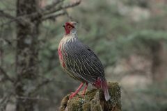 Himalayan Monal-1